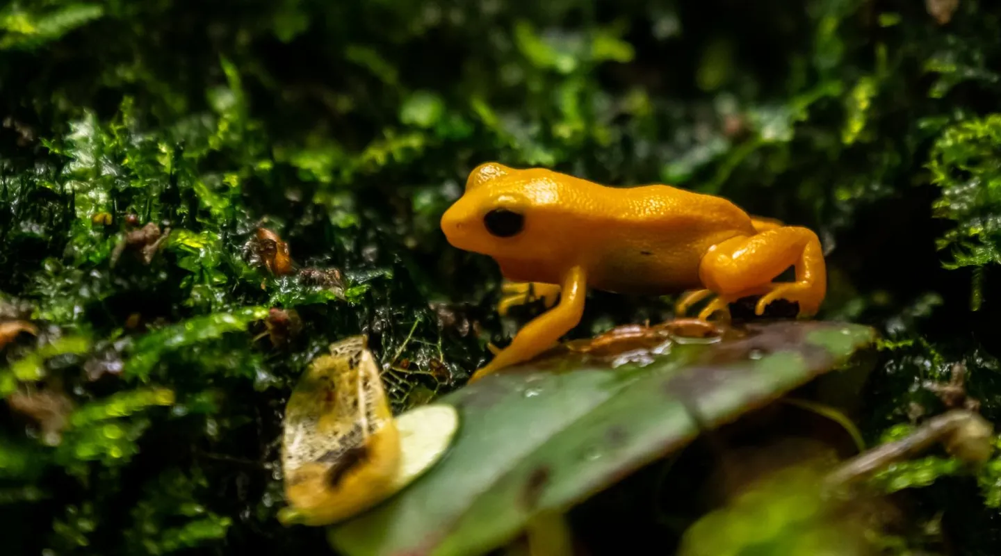 Discover the Golden Mantella frog | Nausicaa